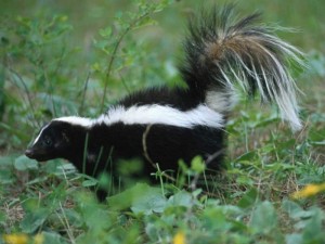 skunk_removal skunk_removal