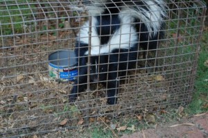 skunk_removal_toronto