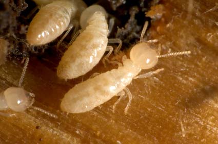 Subterranean termites - Control