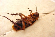 bug