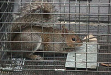squirel