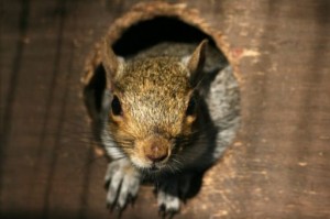 squirrel_removal