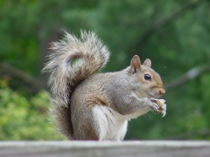 squirrel_removal_Toronto