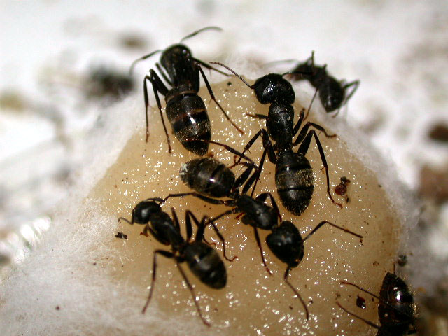 Carpenter ant photo.