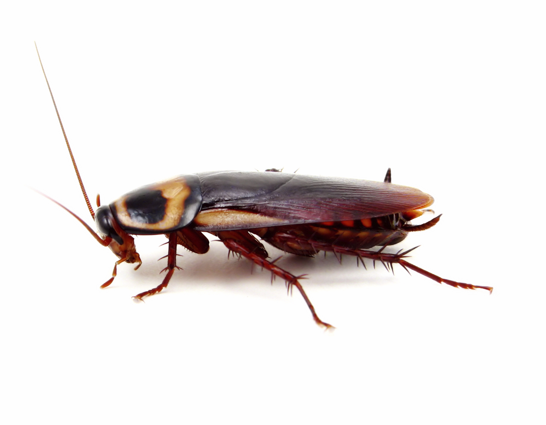 American Cockroach Image