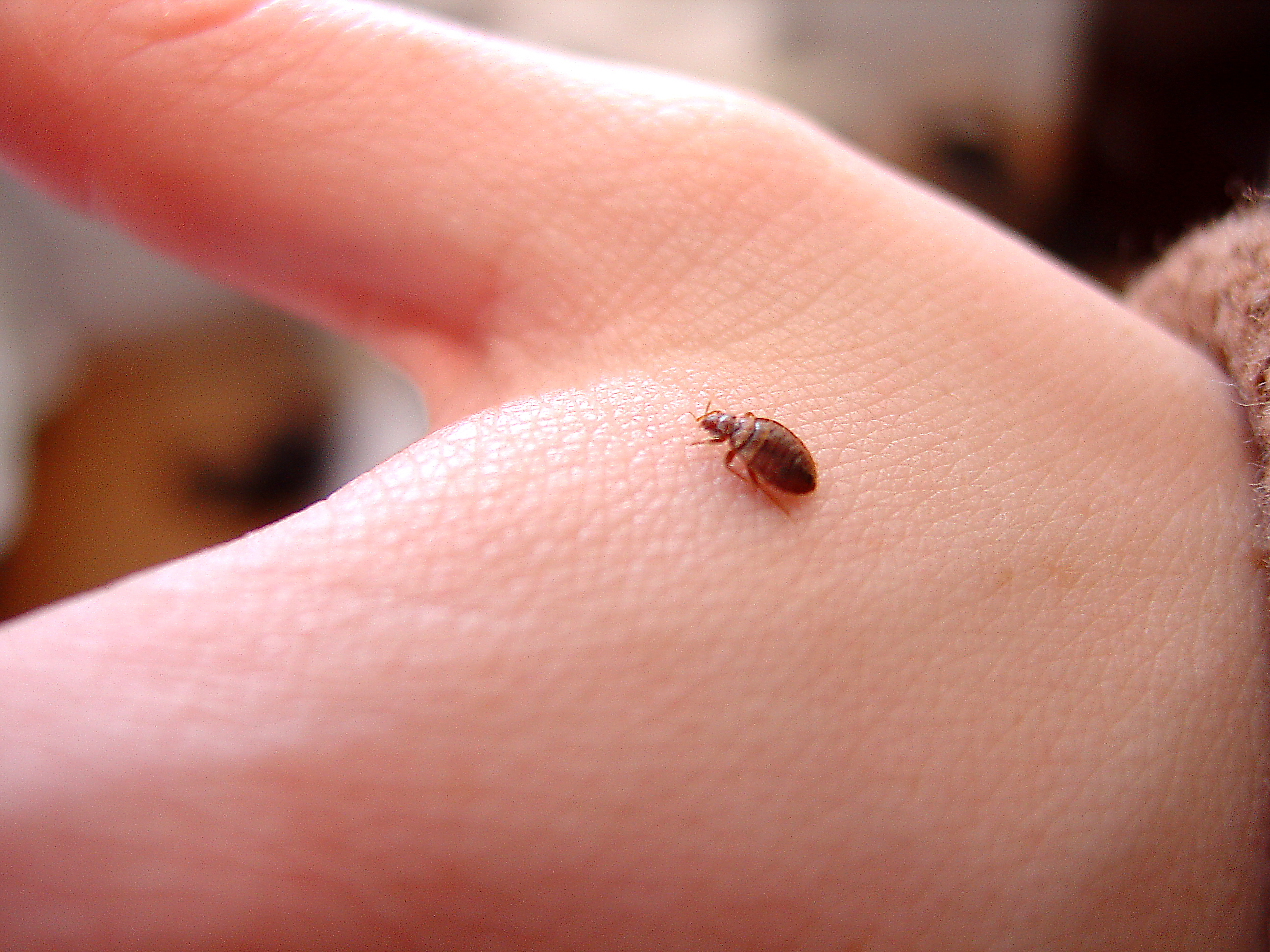 Signs of a Bed Bug Infestation | Bed Bug Signs