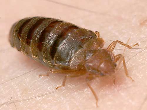 A bed bug feeding on an arm.