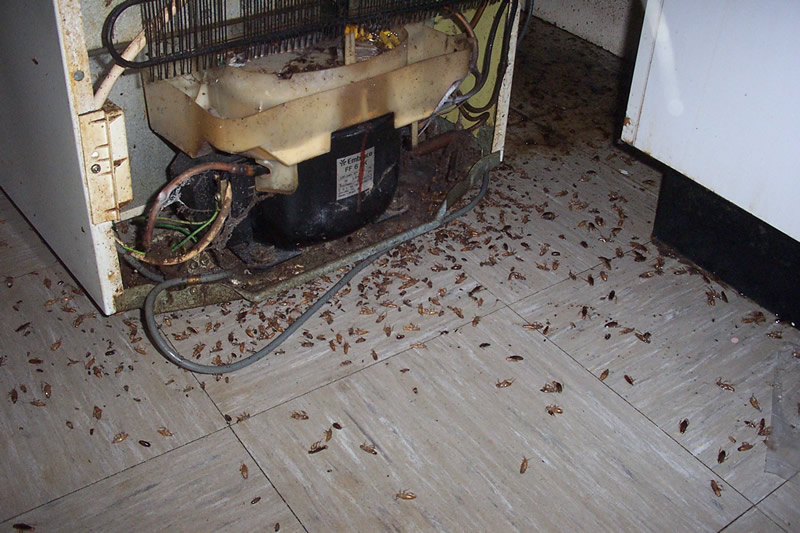 Preventing A Cockroach Infestation