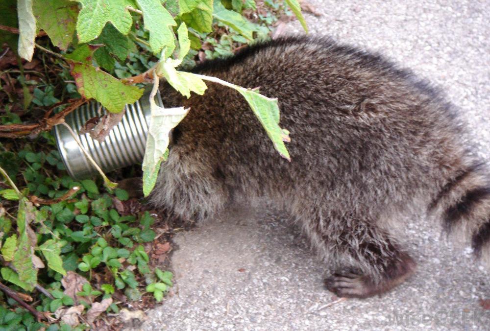 Top 3 Raccoon Proofing Tips