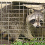 Live raccoon trapped in cage trap.