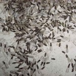 Swarming termites
