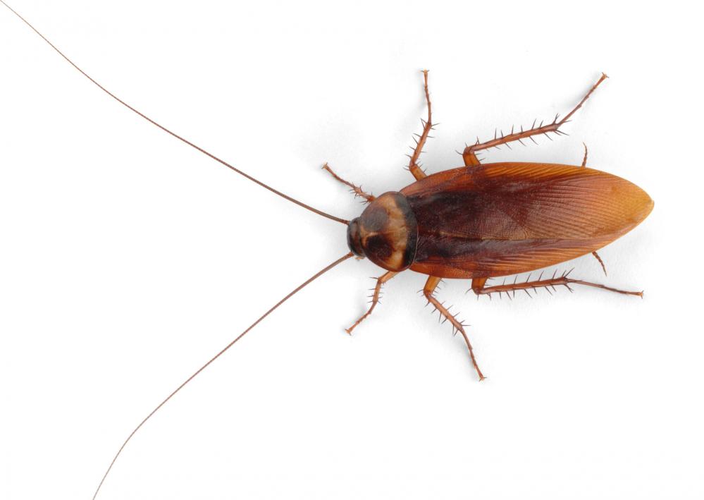 Why Cockroaches Love Kitchens