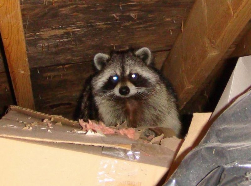 Why Do Raccoons Break Into Attics