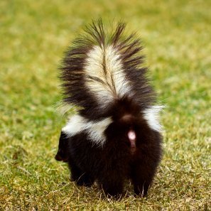 skunk wash how to get rid of skunk odor from clothes skunk wash how to get rid of skunk odor from clothes