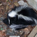 skunks-garden
