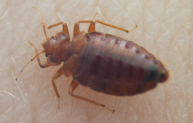 Different Types of Bed Bugs