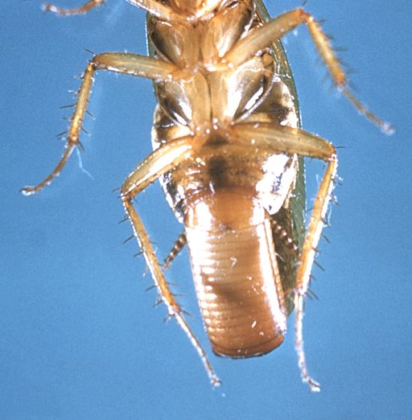 Where Do Cockroaches Lay Their Eggs?