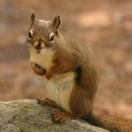 Keeping Critters Away From Your Garden