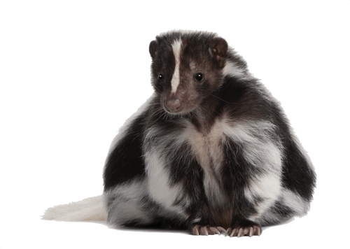 Skunk Removal Toronto - Skunk Control Technicians