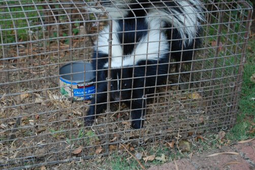 skunk removal toronto