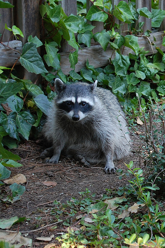 How To Deal With Raccoons In Your Backyard