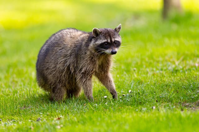 how to deal with raccoons in your backyard