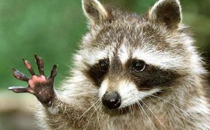 raccoon waving