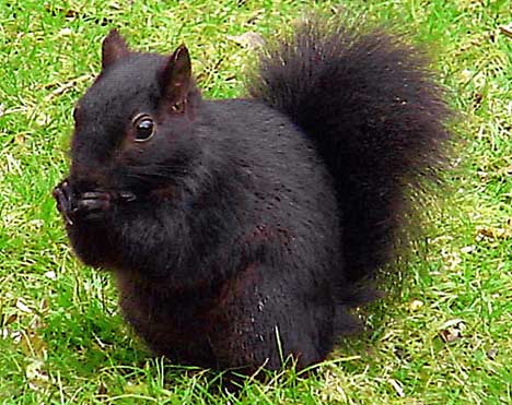 Keeping Critters Away From Your Garden