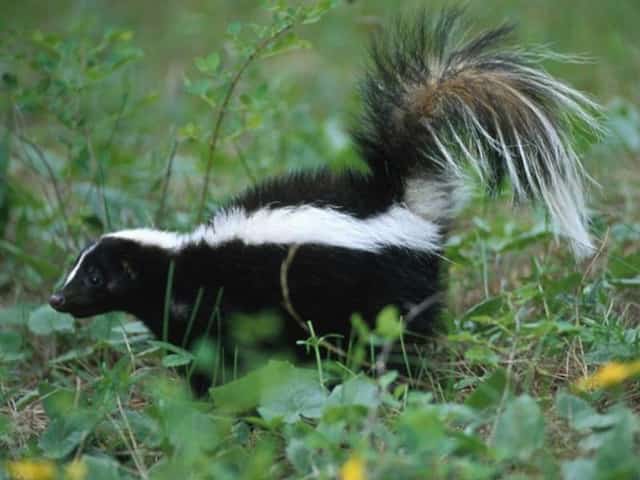 keep skunks at bay