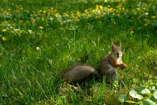 removing squirrels humanely