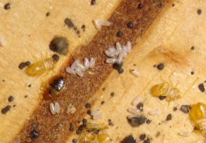 bed bug eggs