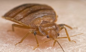 bed bug signs