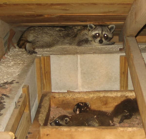 tips on how to raccoon proof your attic