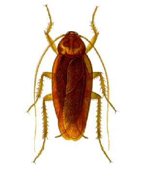 american cockroach