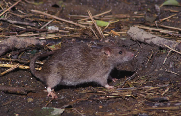 brown rat