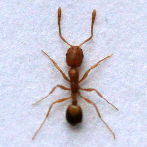 pharaoh-ant
