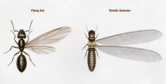 differences between carpenter ants and termites
