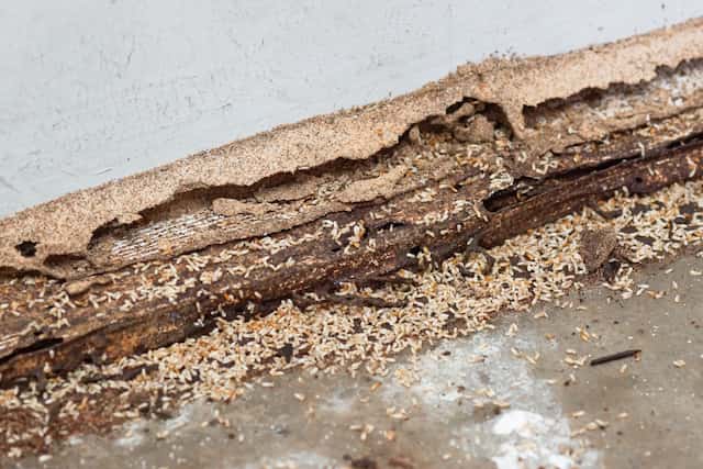 how to deal with a termite infestation
