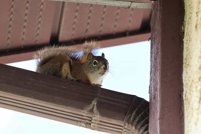 how to keep squirrels away from your attic