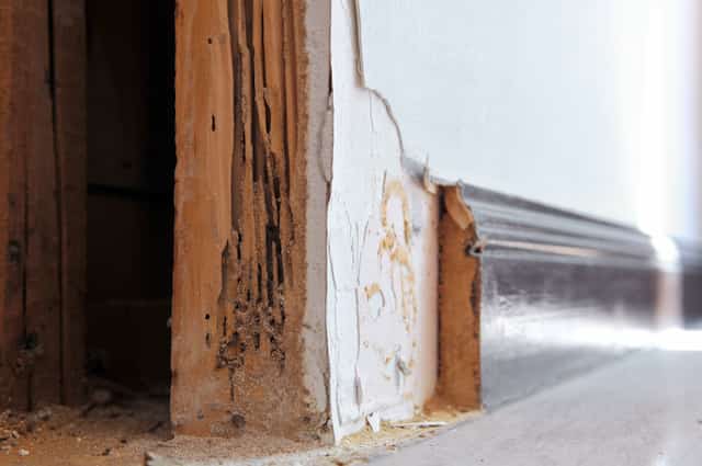 the most effective termite treatments