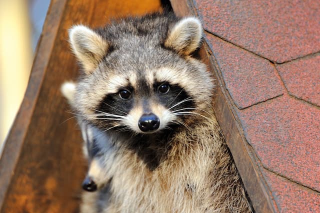 tips on how to trap a raccoon humanely