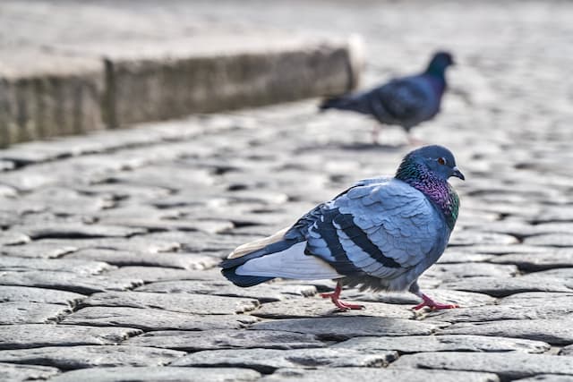 3 effective pigeon deterrents that work