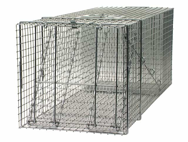 different types of raccoon traps