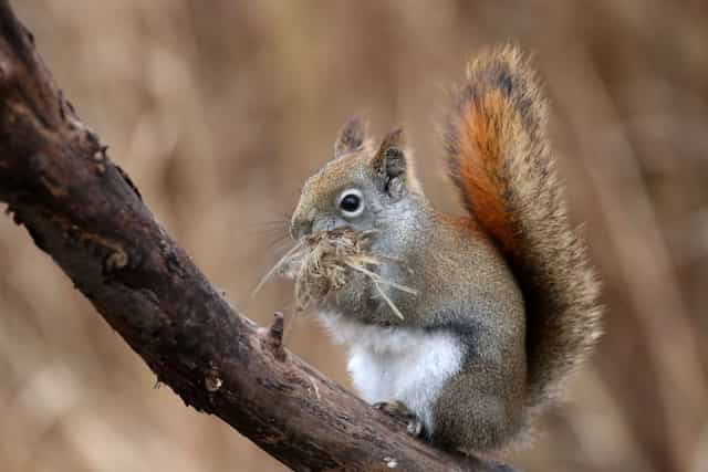 effective use of humane squirrel traps