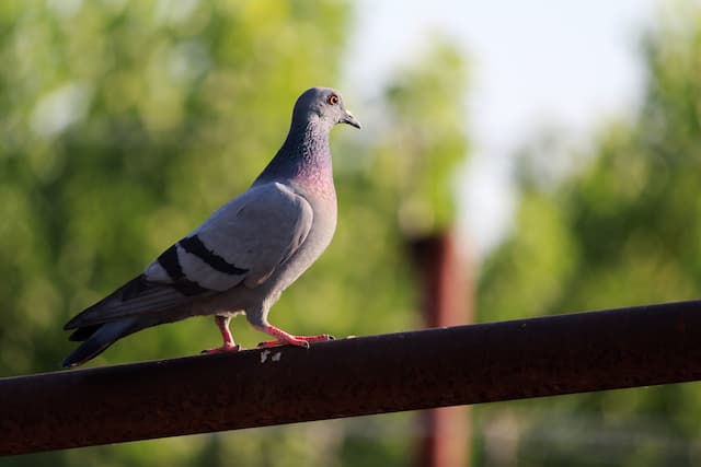 how to pigeon proof your balcony