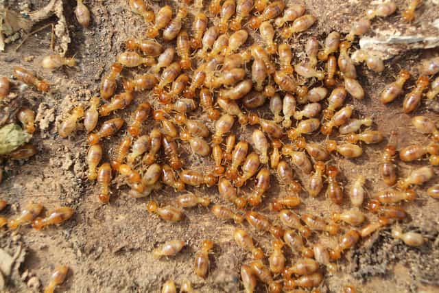 what does a termite swarm look like