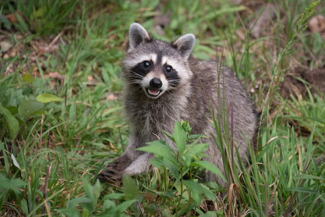 3 diseases that raccoons carry