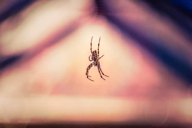 arachnophobia dealing with spiders at home