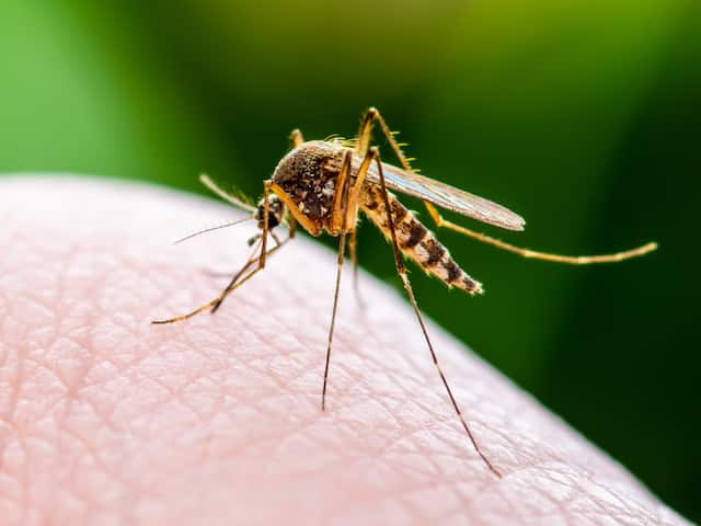 common diseases that spread with mosquitoes