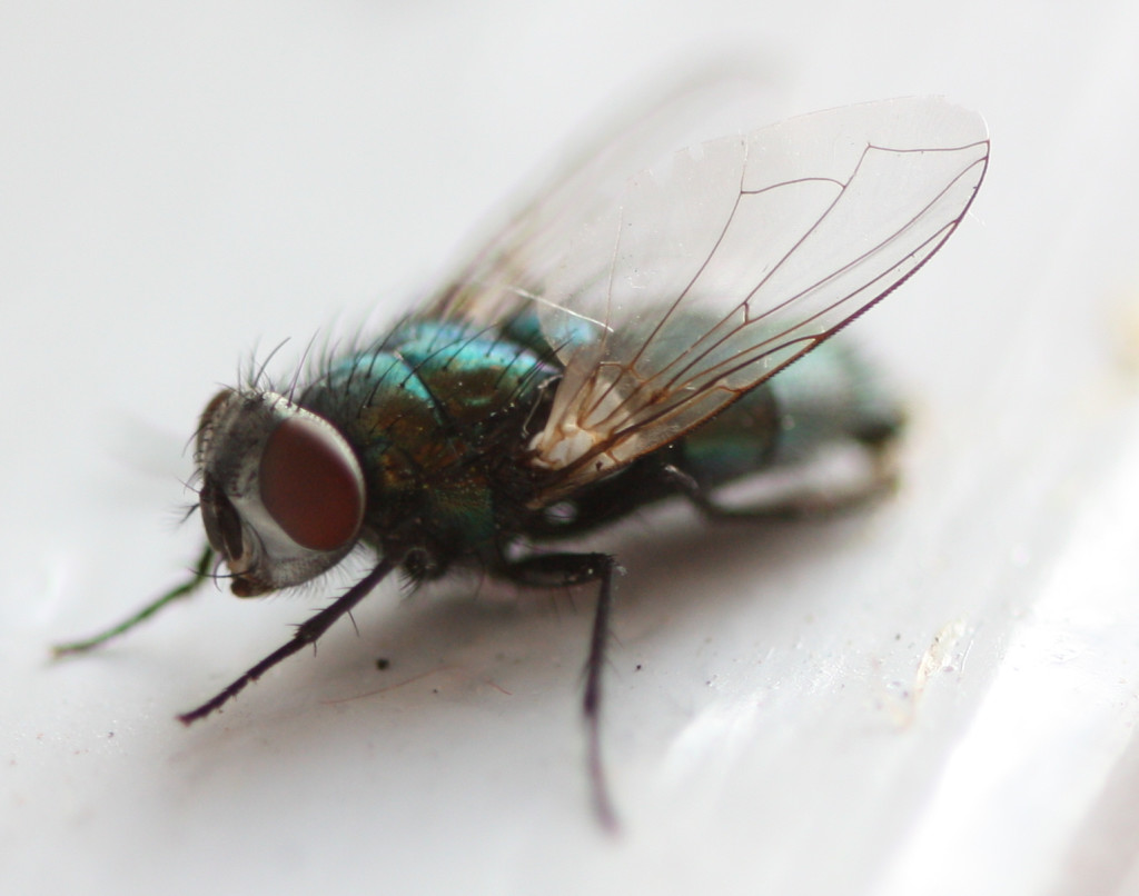 How To Prevent Flies From Entering Your Home how-to-prevent-flies-from-entering-your-home